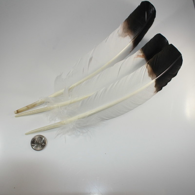 Black and White Turkey Feather